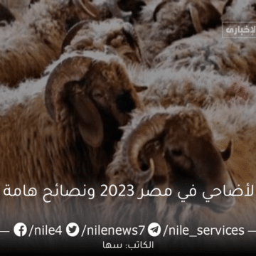 أسعار الأضاحي في مصر 2023 كيفية شراء أفضل الأضاحي قبل عيد الأضحى المبارك